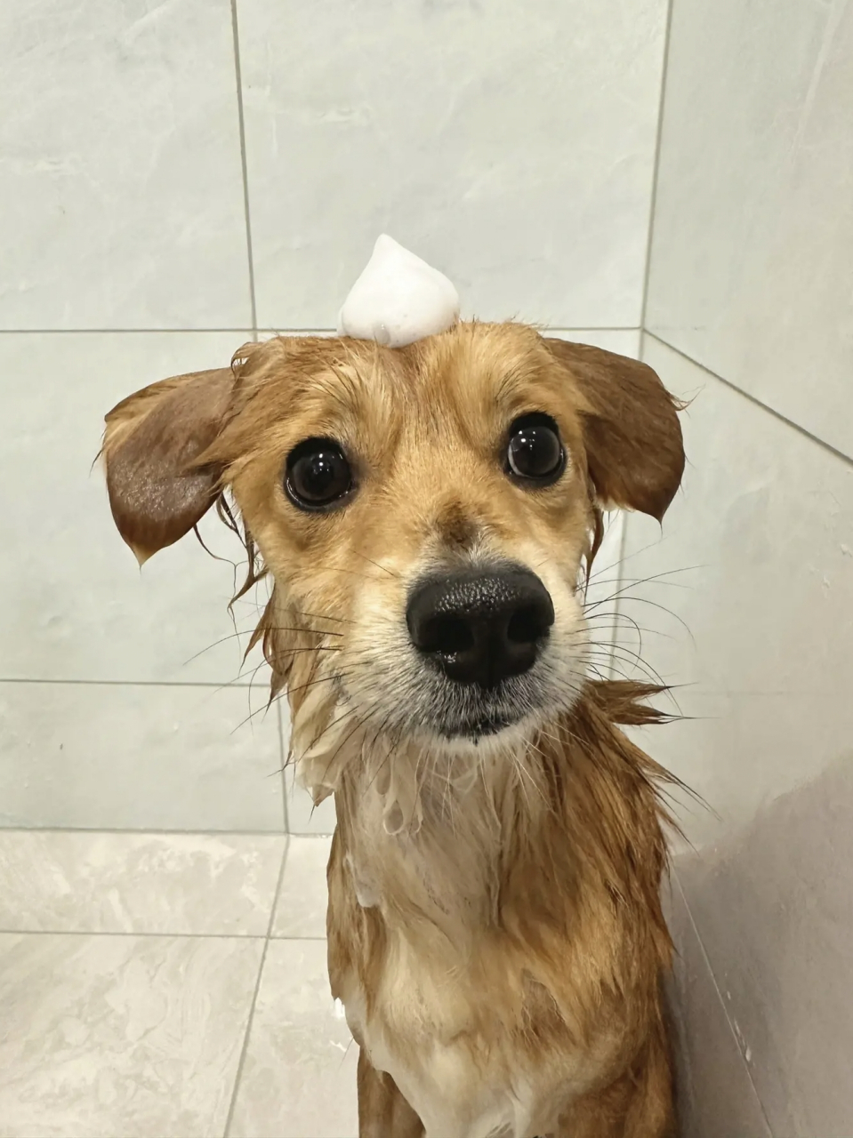 哈哈哈,这小土狗好可爱,洗澡的样子好呆萌![嘻嘻]#狗狗