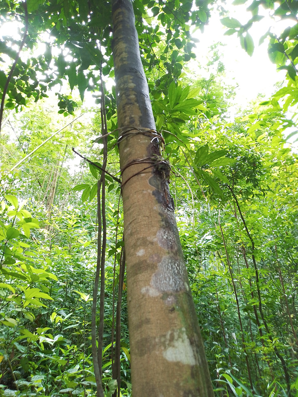 岭南山竹子, 为藤黄科常绿乔木,分布于广东,广西,海南等地.