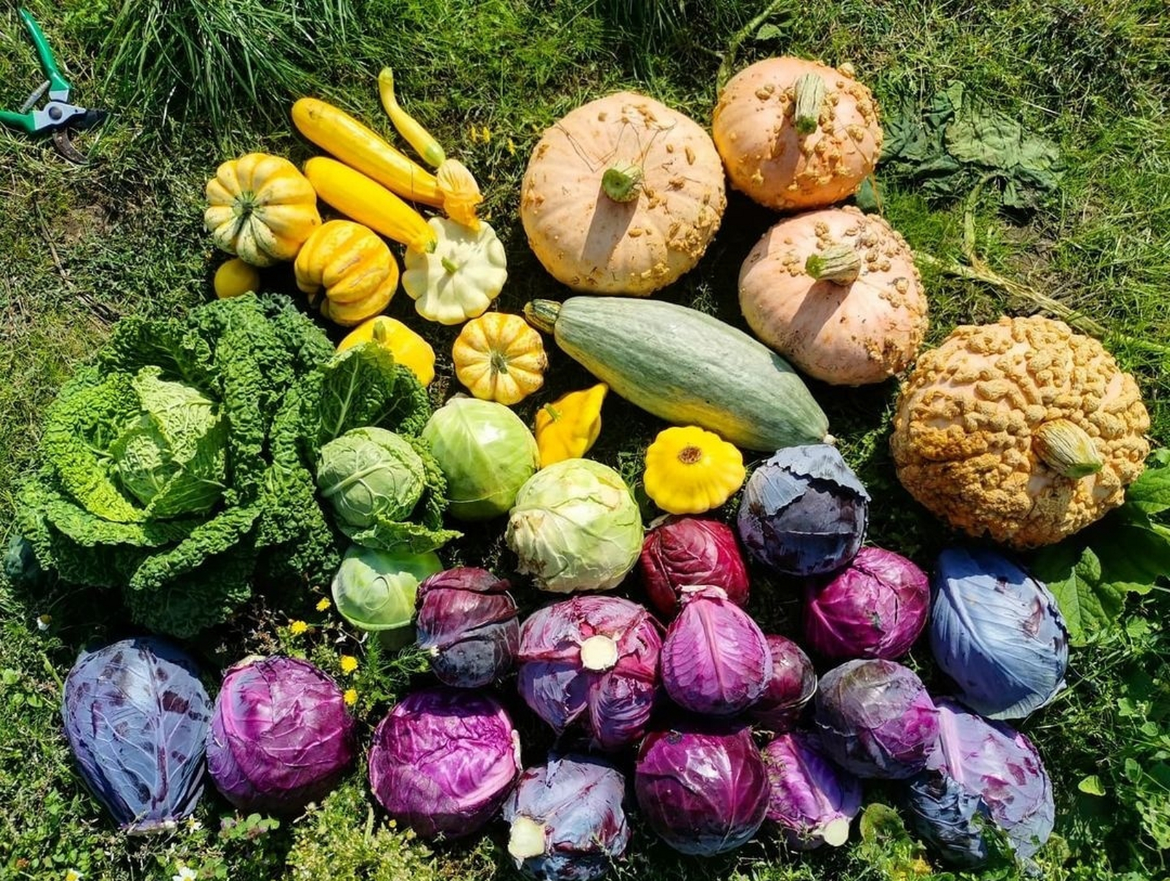 秋季菜园里的瓜果蔬菜 好治愈啊~09999491 .