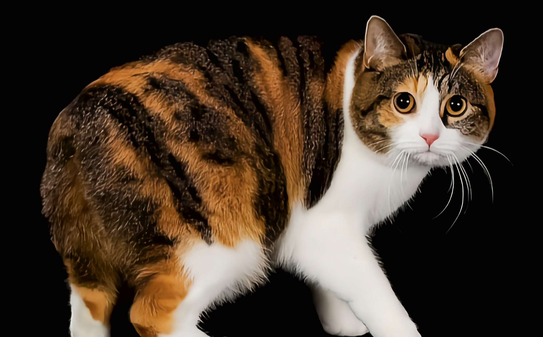 马恩岛猫体格健壮,非常聪明.