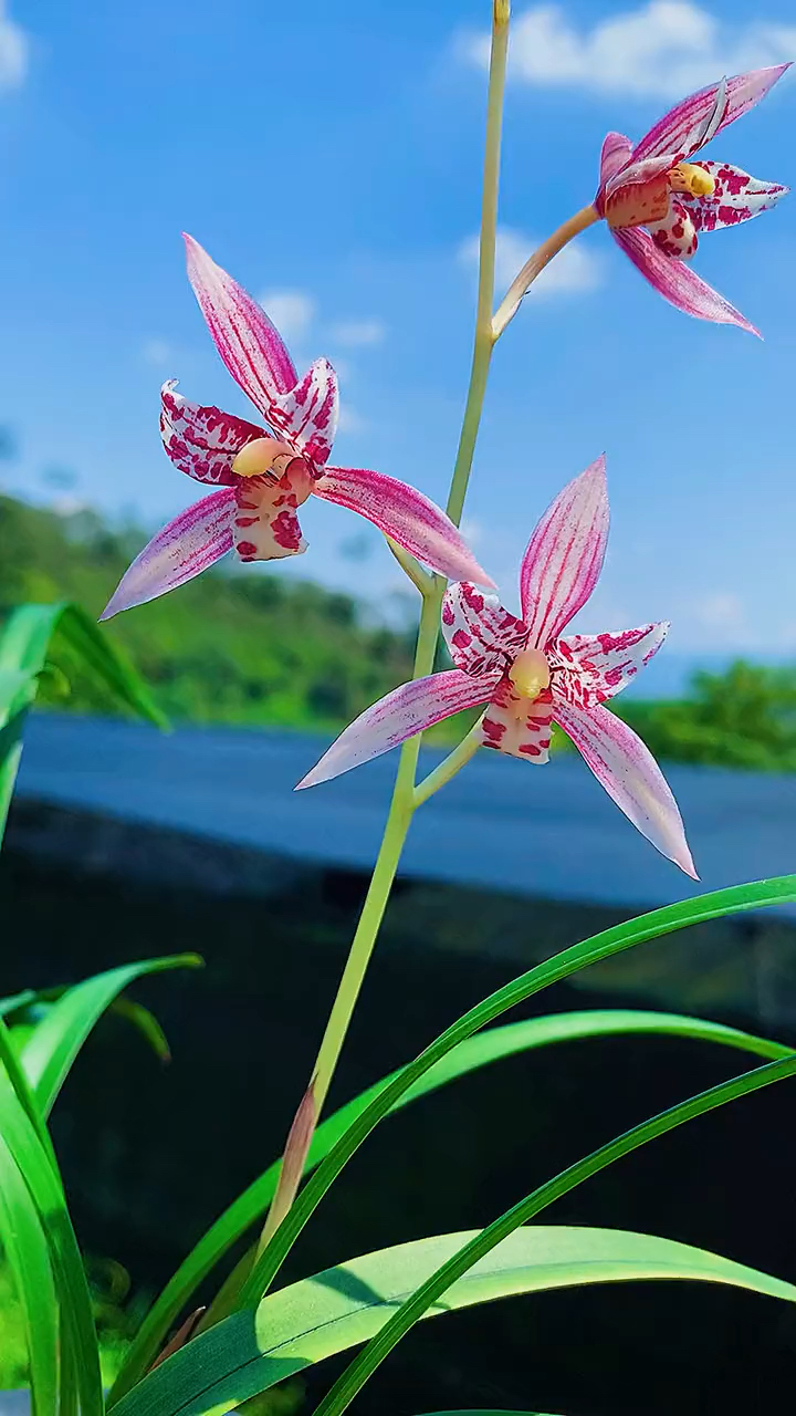 建兰三星叠花红三娘