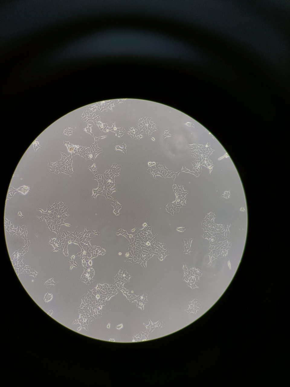 显微镜下的细胞核图片图片