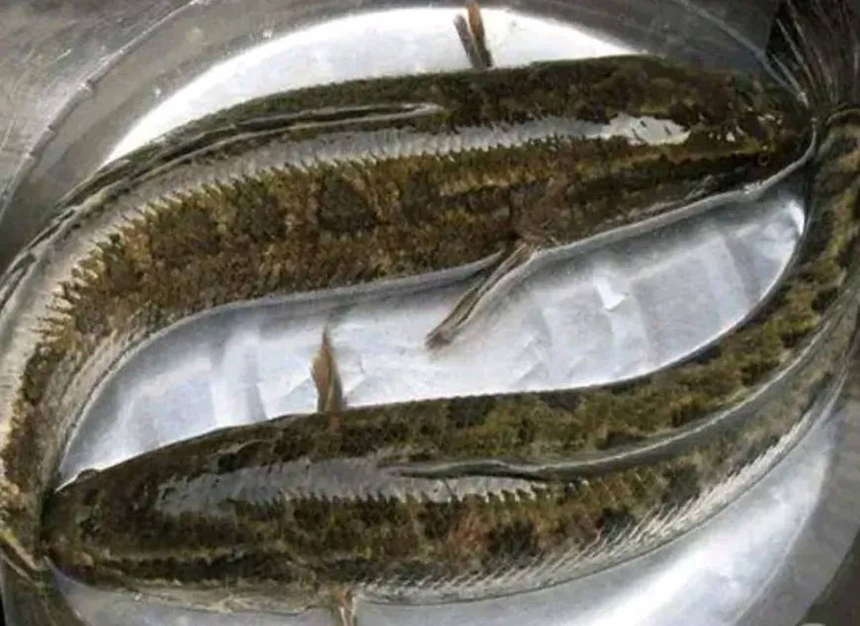 这两天老家下大雨,公公在河岸边的草丛里钓到两条乌棒鱼两条鱼一公一