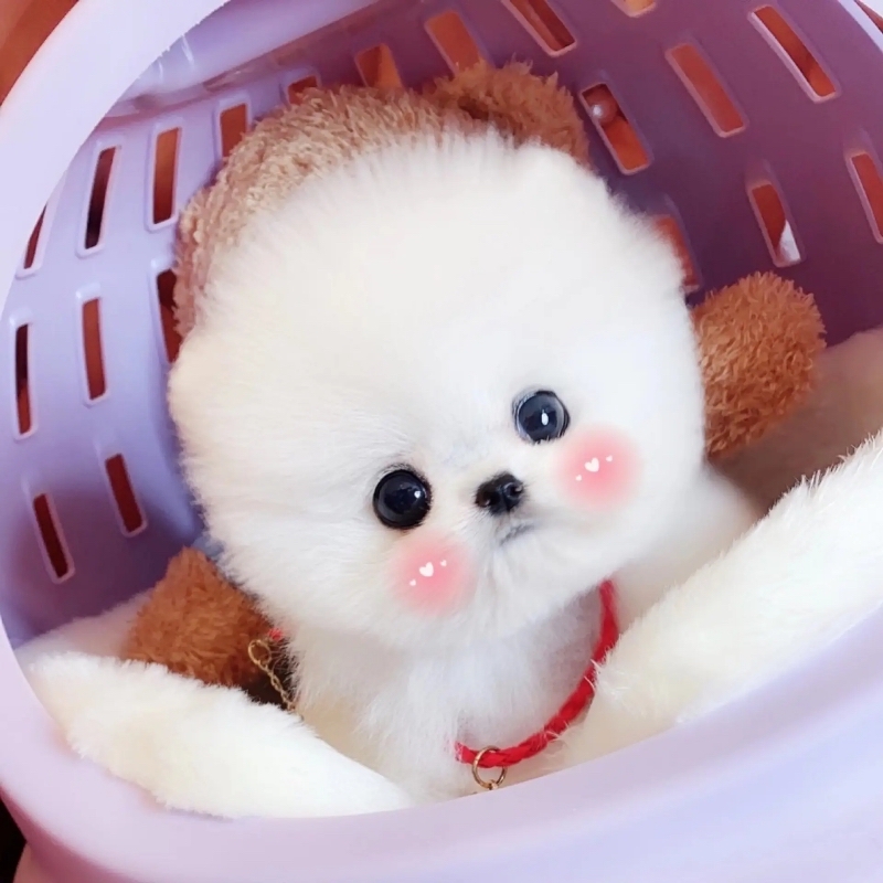 茶杯犬,也称茶杯贵宾犬,贵妇犬,卷毛犬,起源于美国