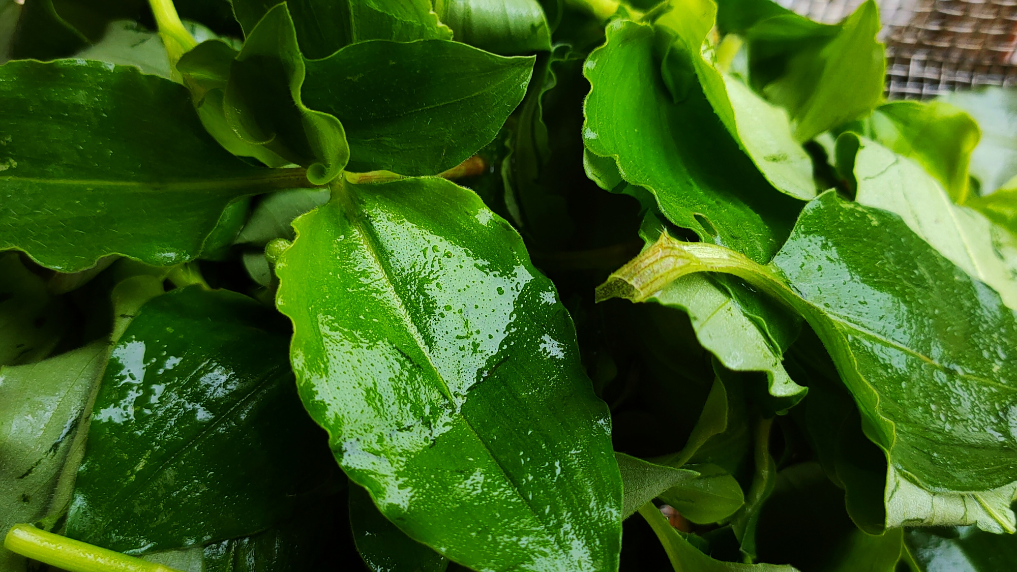 竹叶菜,自然神秘与奥妙孕育法则下的野草,有多美好与美味呢?