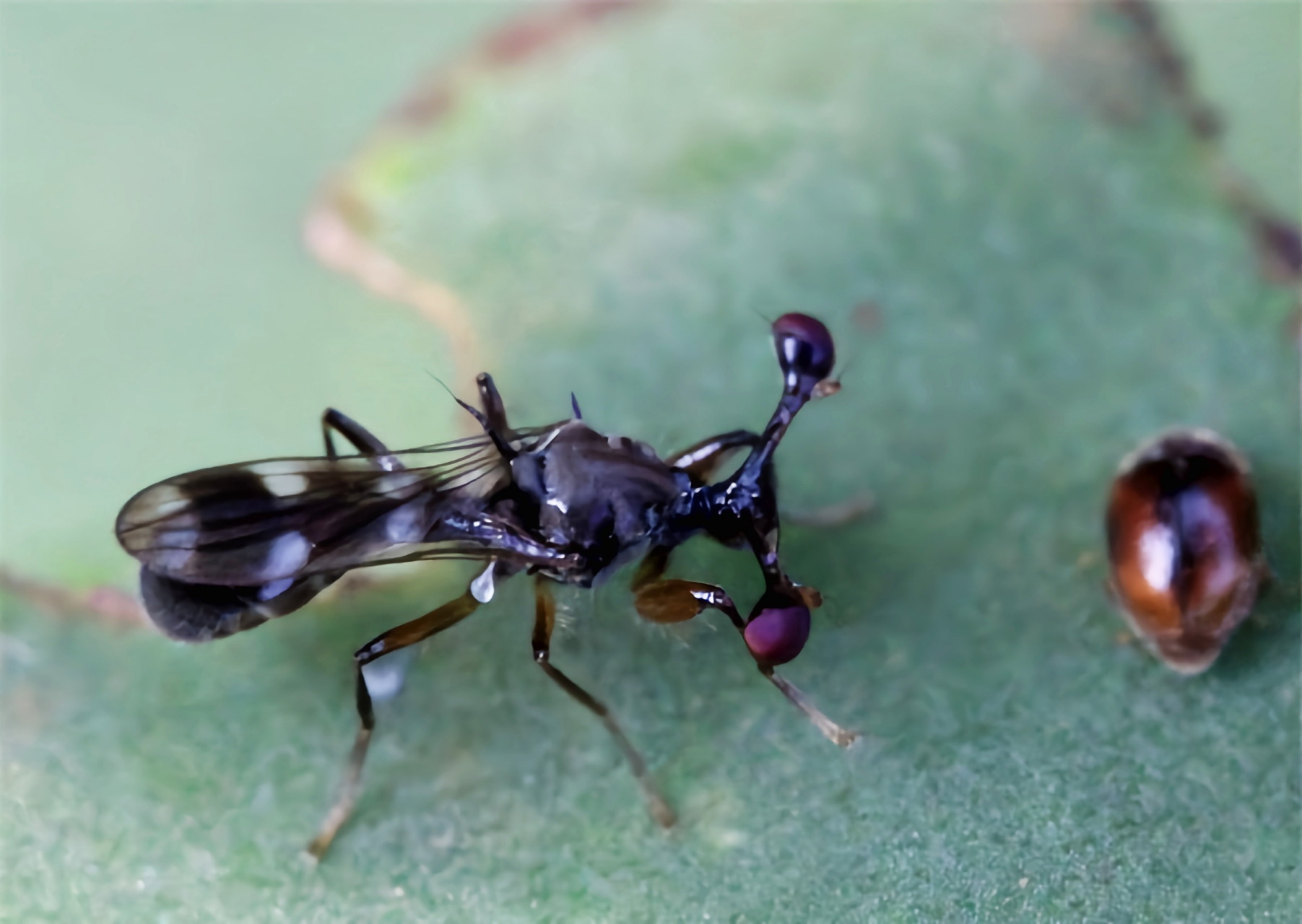 每天认识一种昆虫——突眼蝇 这是一种长相怪异的昆虫,它是双翅目突眼