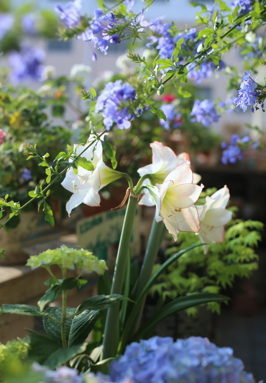 蓝雪花树下的朱顶红花边石竹 67