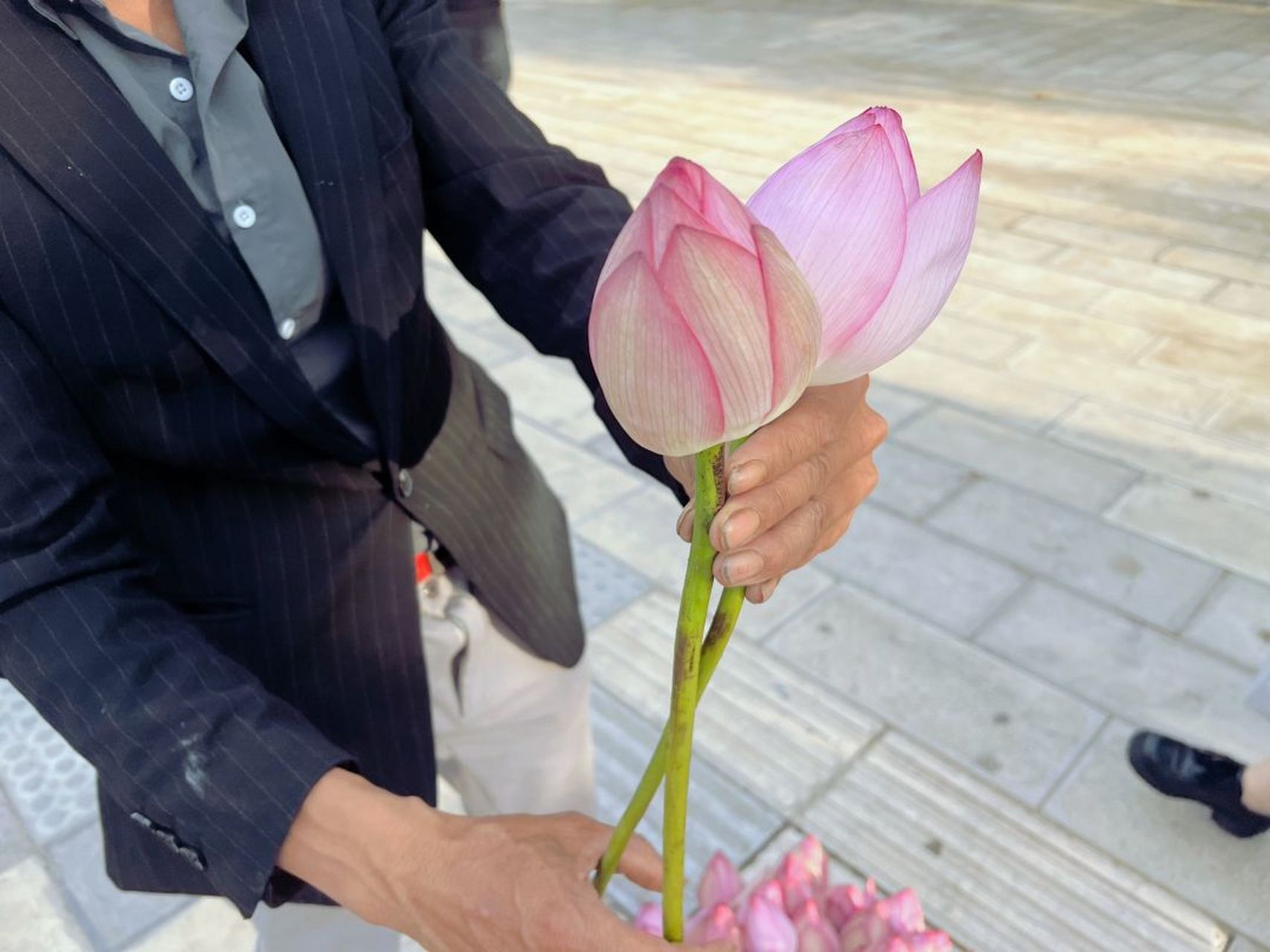偶遇了贩卖好运的大叔(好运传递,最近犯水逆) 备注:花的品种叫宜良千