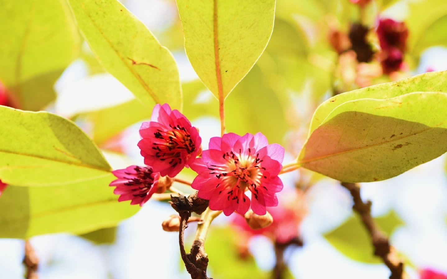 丽春色优雅迎春花开来,春花艳倍觉景致如画花