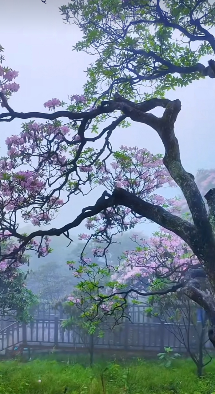高山云锦杜鹃太美了  朦朦细雨,隐隐云雾中,高山云锦杜鹃花千树繁花