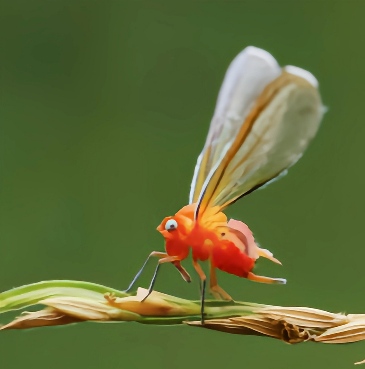 每天认识一种昆虫——红袖蜡蝉 红袖蜡蝉是同翅目袖蜡蝉科昆虫,分布于