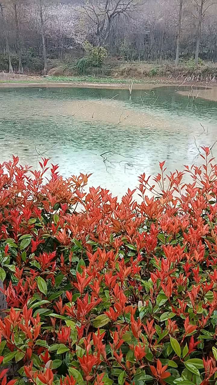 毛毛细雨下的池塘