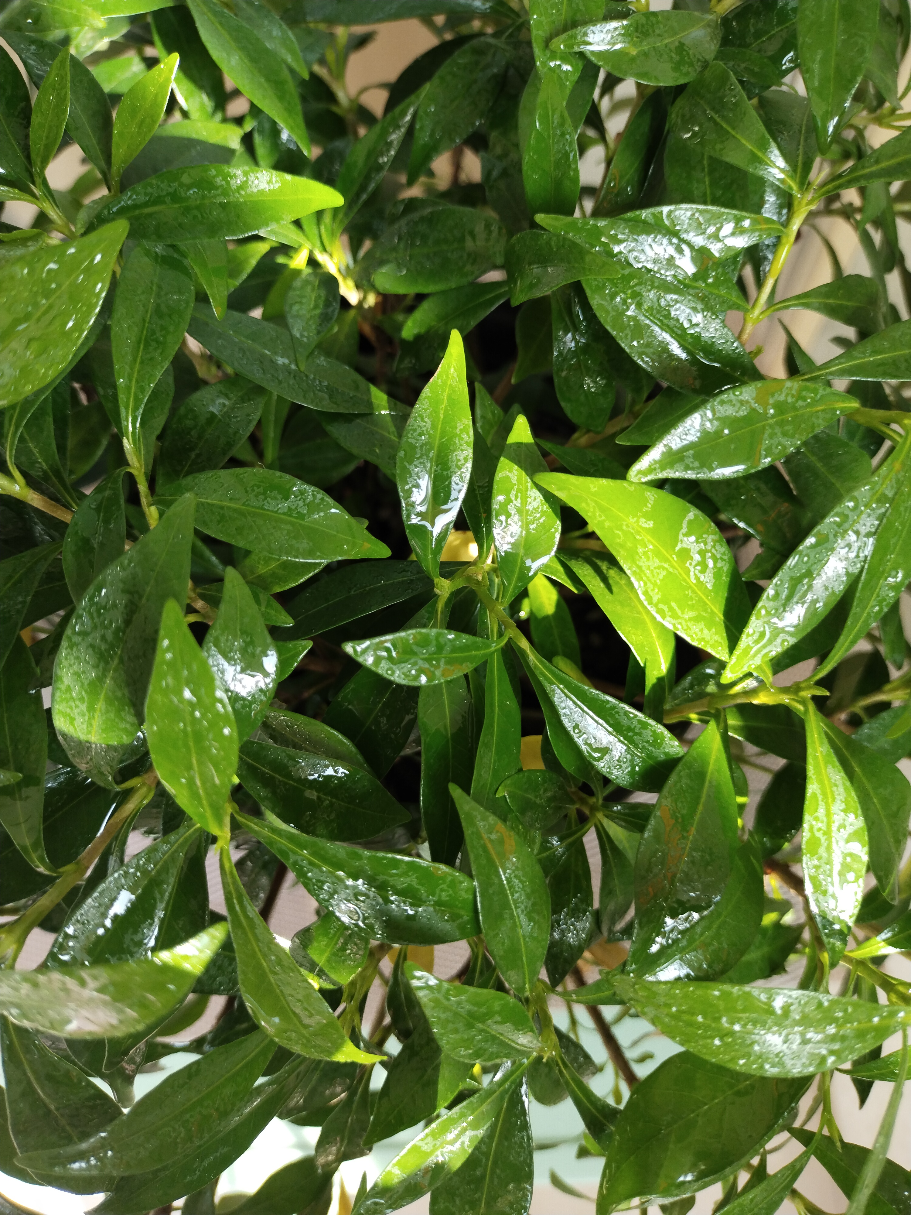 晨起之后担心风雨过后落花满地心生不忍,她试着问卷帘人海