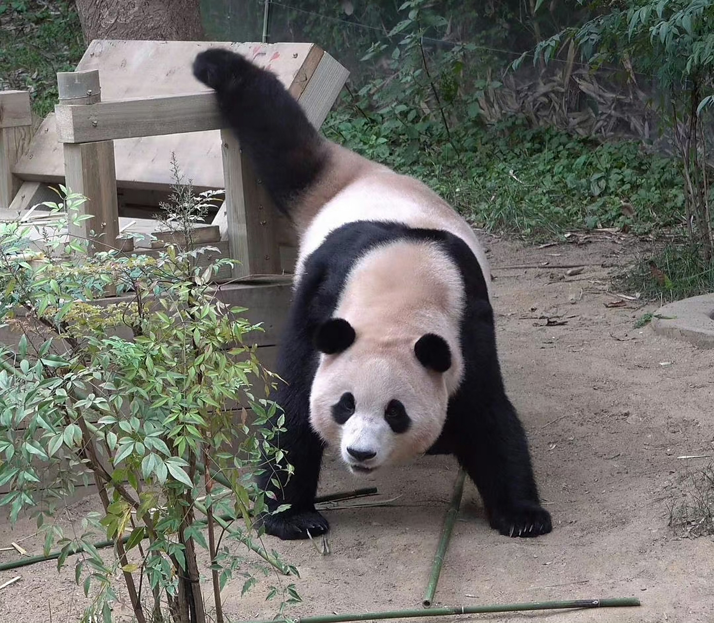 福宝;总得秀秀我的大长腿[得意]#大熊猫福宝# #大熊猫