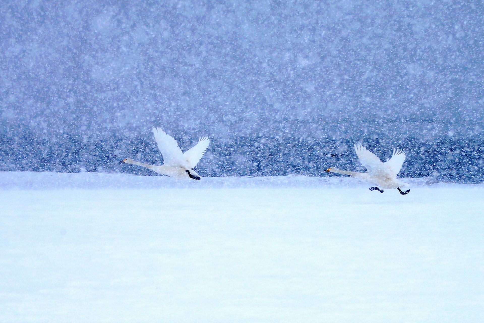 人生到处知何似,应似飞鸿踏雪泥. #诗词# #古诗词