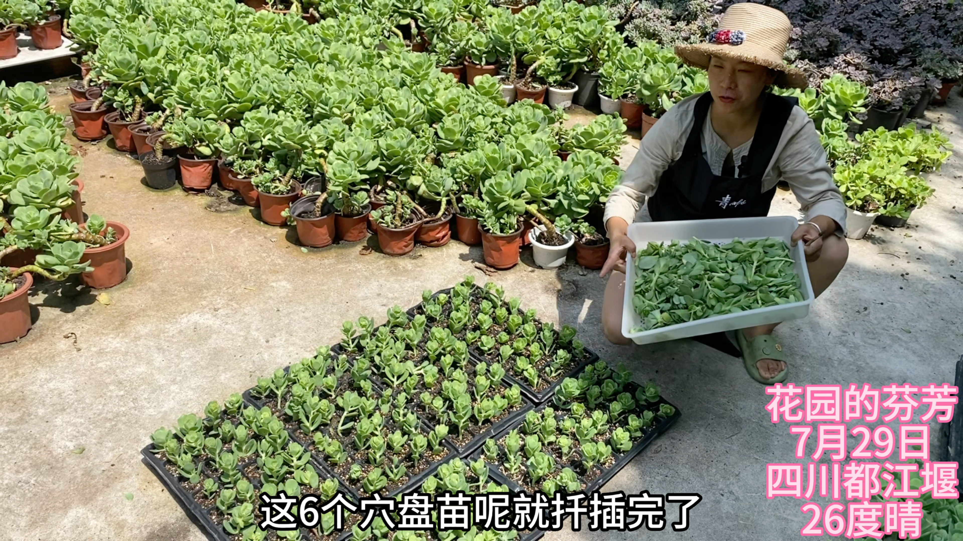 碧桃侧芽太多了,掰一筐繁殖6盘穴盘苗,来年全是花朵小桩