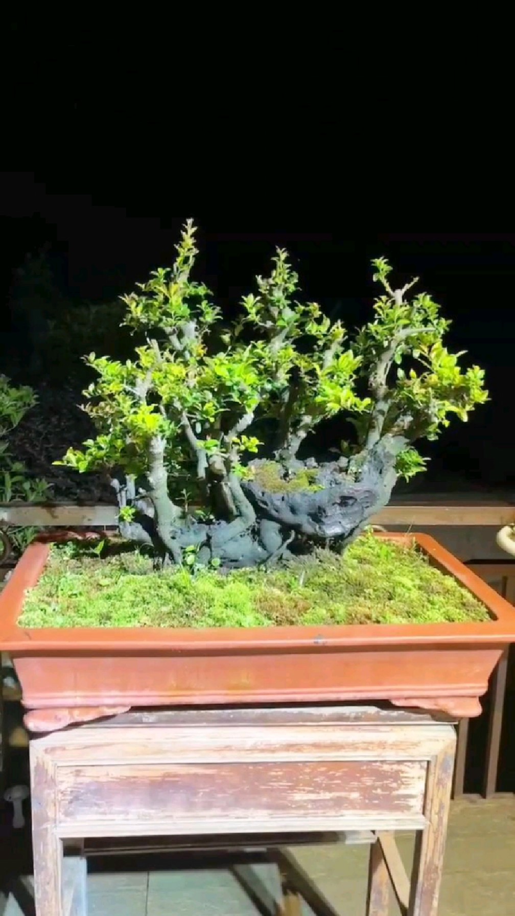 丛林碳化老桩金弹子,静静欣赏它的美