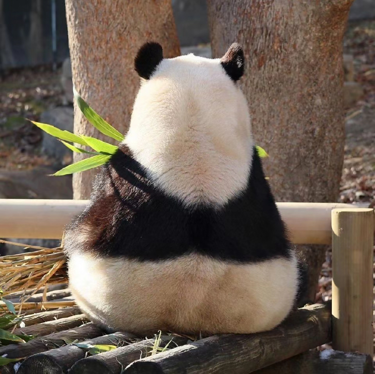 福宝的背影,肉眼可见的膨胀起来,哈哈哈哈,等比长大的宝宝好可爱