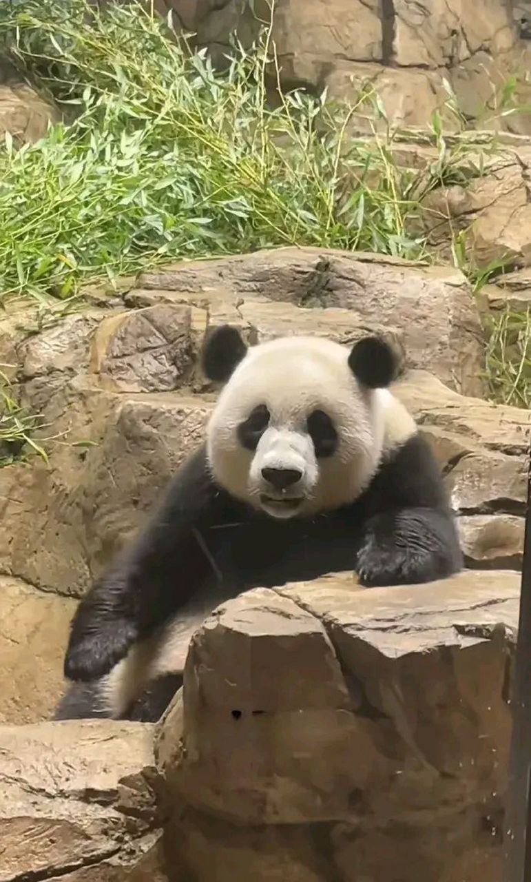 很多朋友一直在关注美香i一家的情况,自从成  妈分享大熊猫相关内容