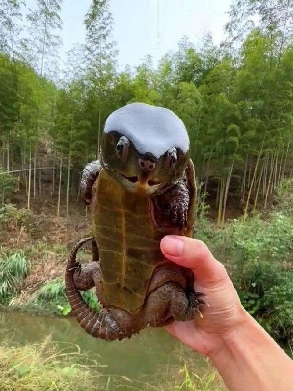 乌龟脑袋这么大?第一次见