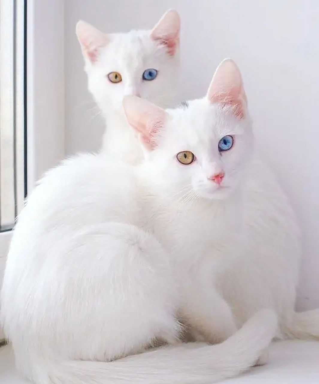 异瞳猫咪,或许是动物世界中的精灵. #动物趣图