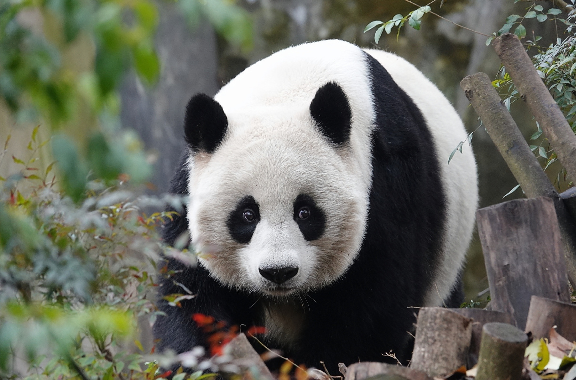 大熊猫昭美,因长相酷似冯巩老师而得"冯"姓,全名"冯昭美"!