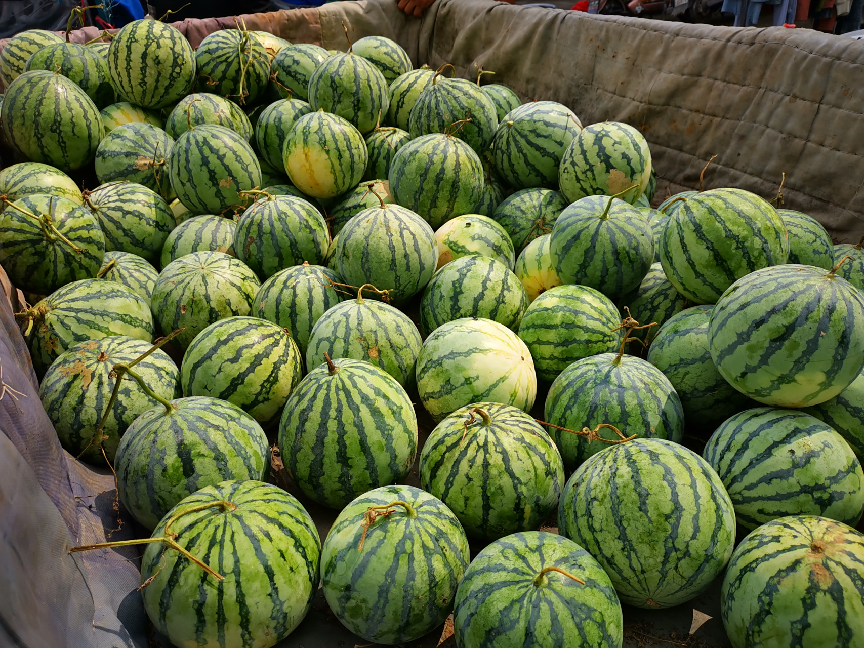 【4毛钱一斤的秋西瓜蛋子】 今天去集市转了转,街口西瓜摊喇叭循环