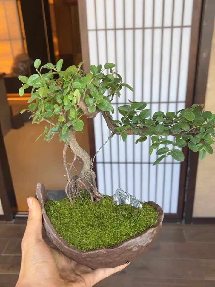 想自己做漂亮的苔藓盆景?按照这几个步骤方法去做