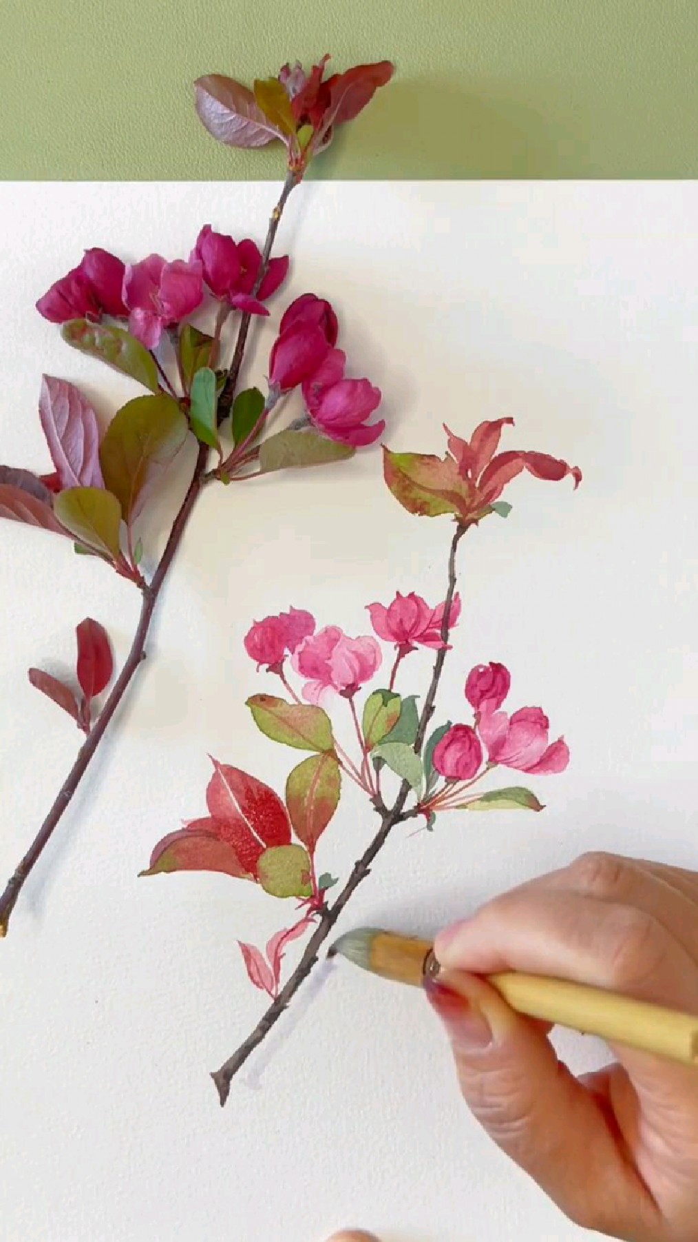 水彩花卉海棠花