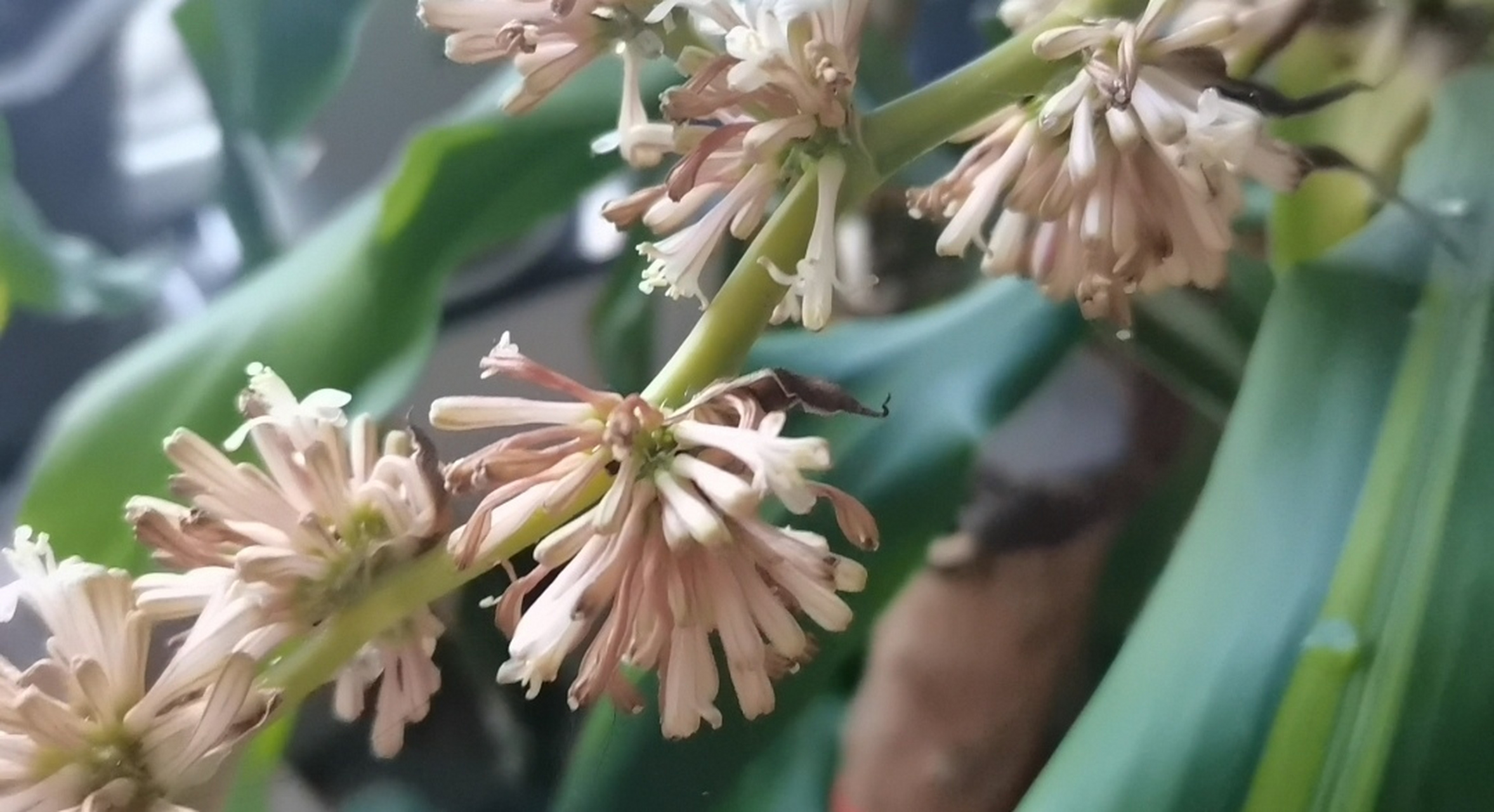 巴西木開花(巴西木開花後怎麼修剪)