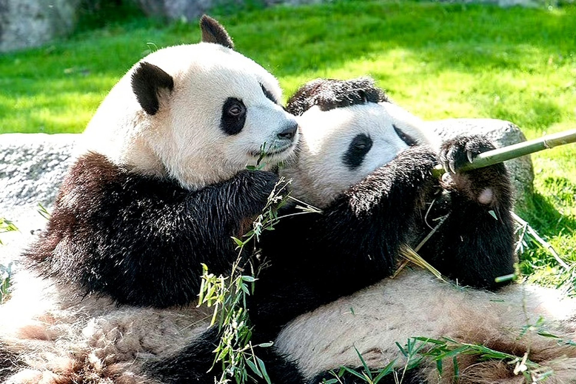 人类,体会同时吸两只熊猫的快乐吧!让我们共同爱护我们的国宝大熊猫.