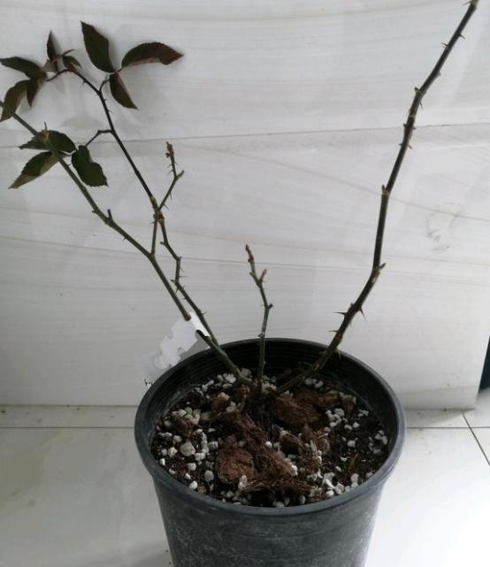 月季修根以后如何预防伤口感染呢?浇一遍多菌灵吗?