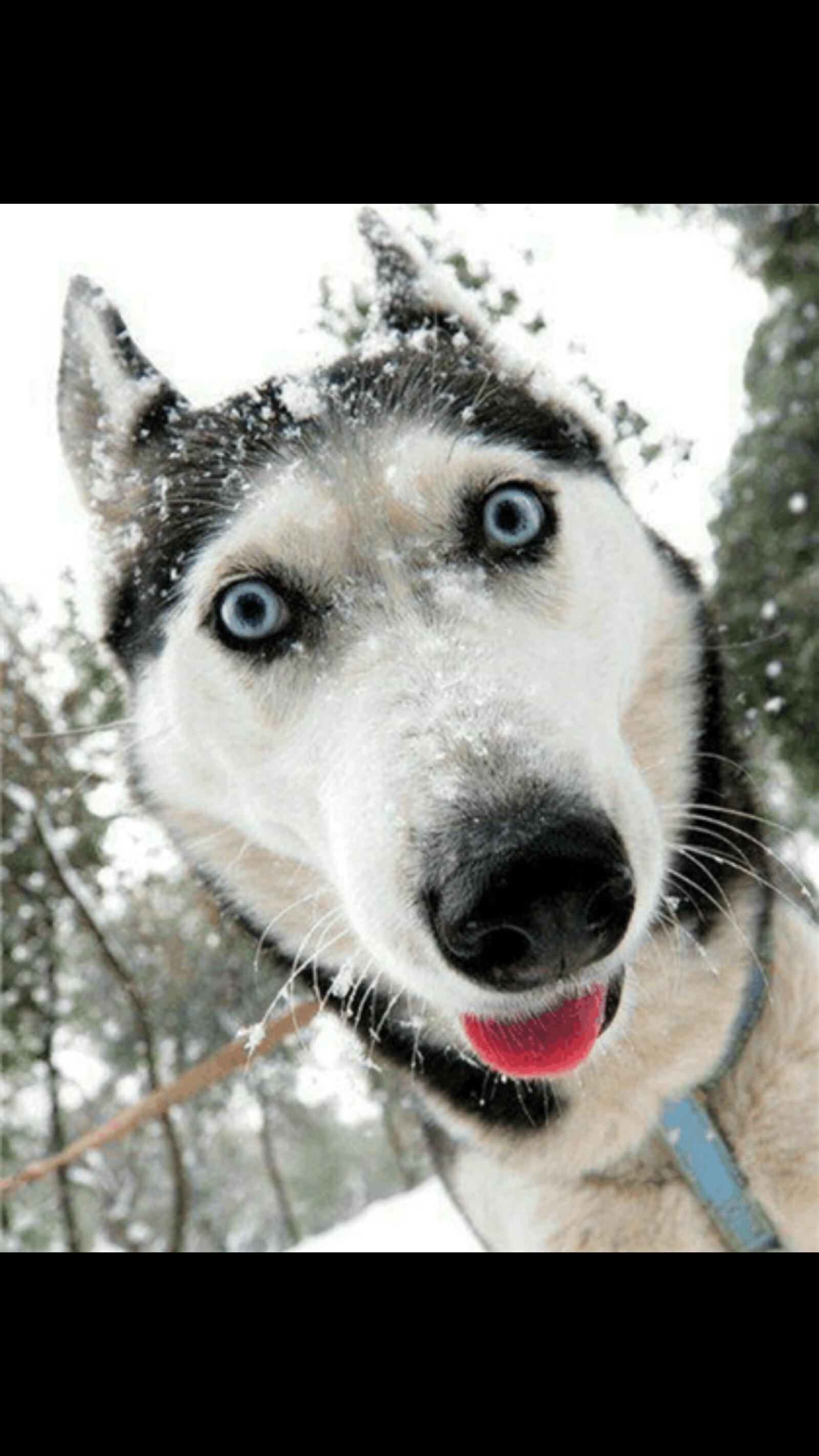 哈士奇是装傻还是真傻?