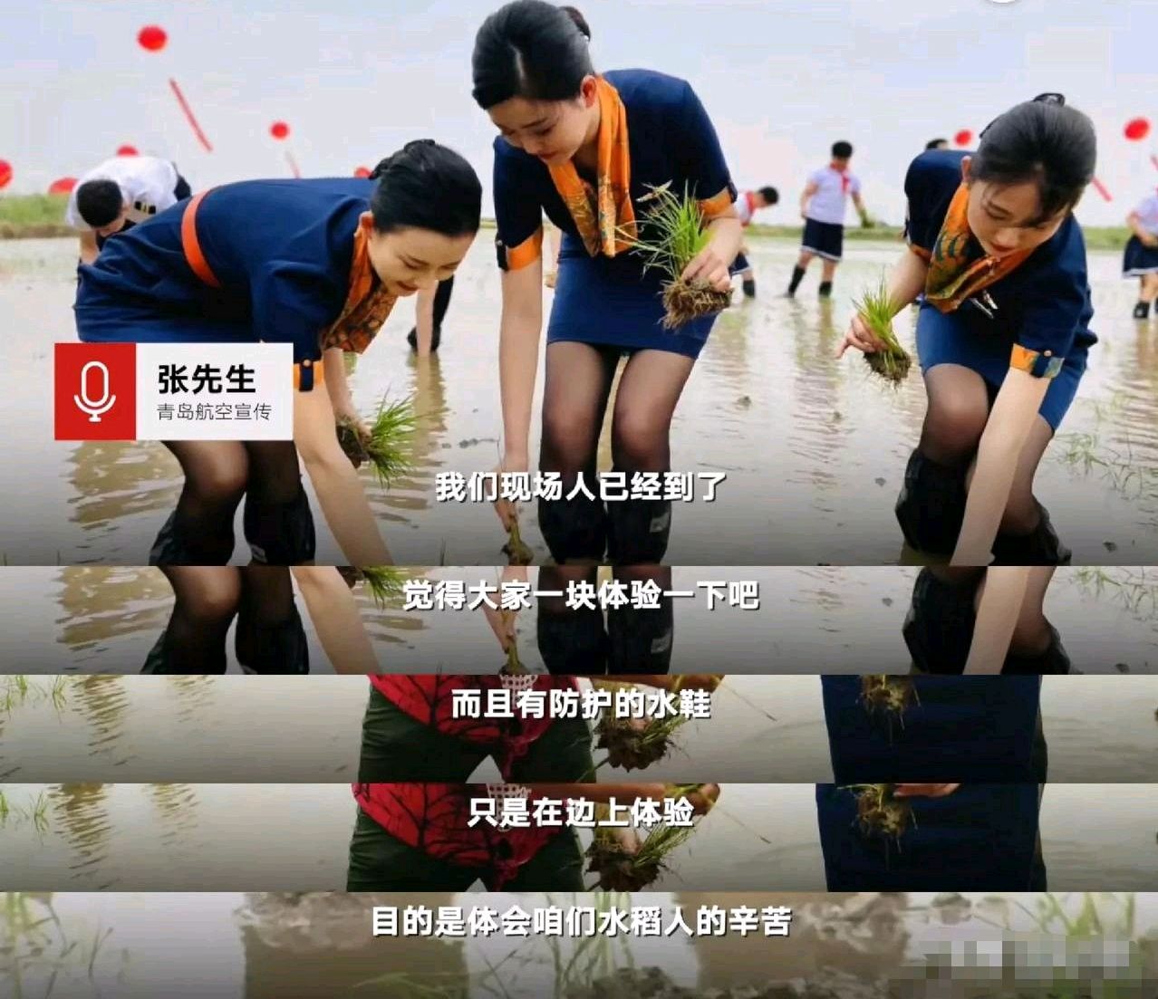 是"摆拍"还是"作秀"?空姐身穿丝袜制服下田插秧