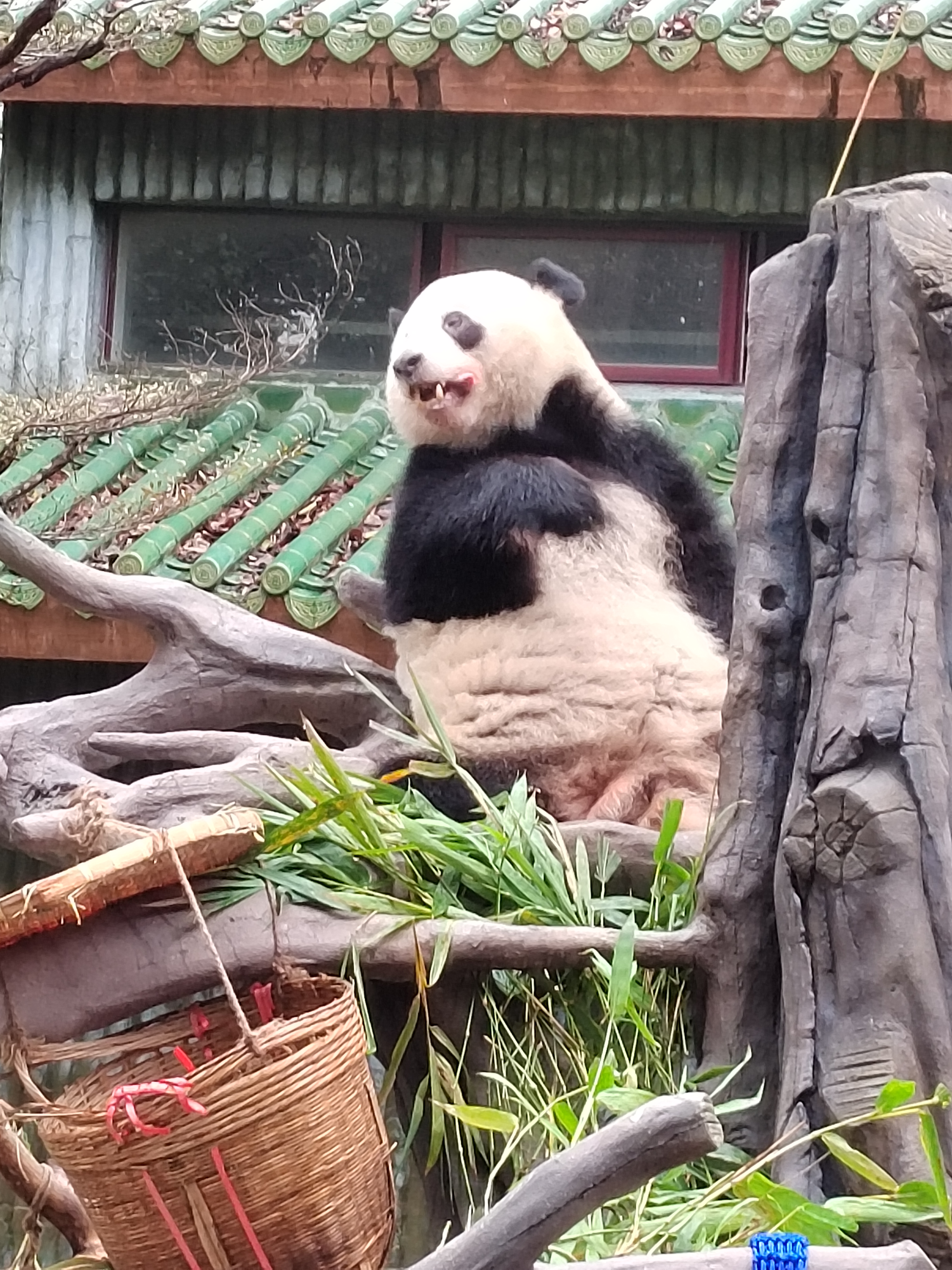 廣州動物園大熊貓