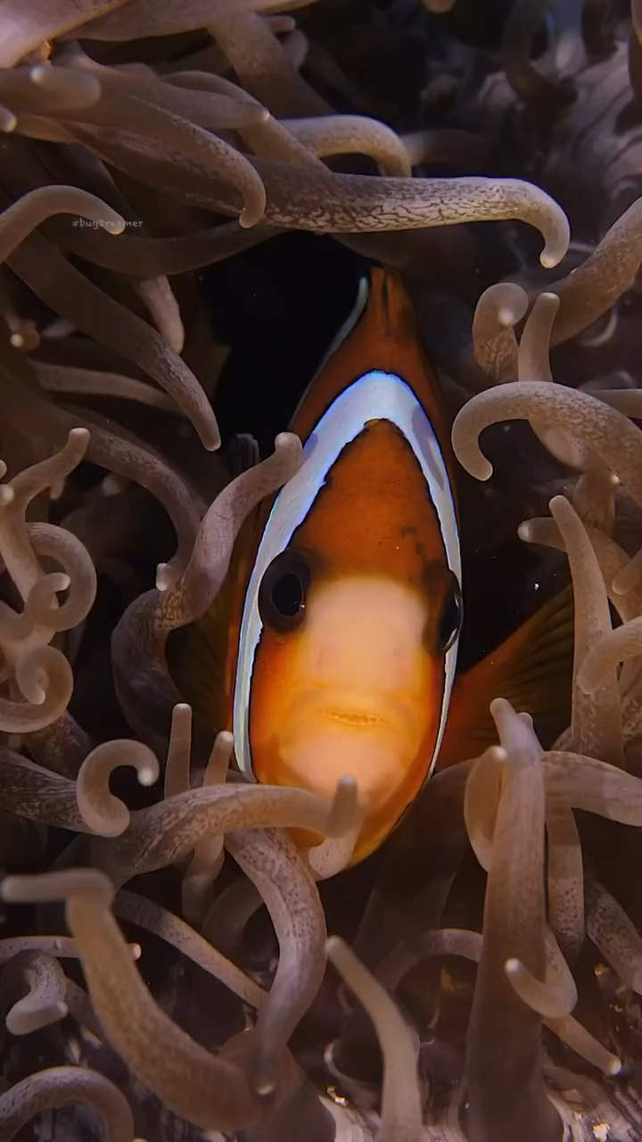 神奇的野生动物:三带双锯鱼(尼莫)|||三带双锯鱼(学名:amphiprion