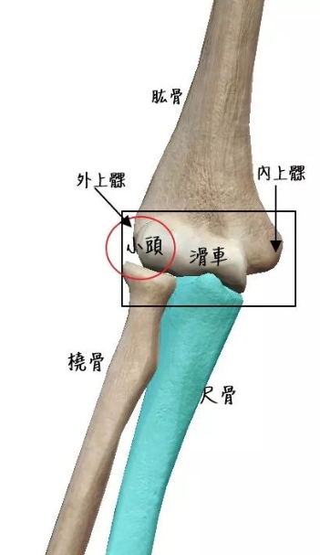 肱骨滑车位置图片