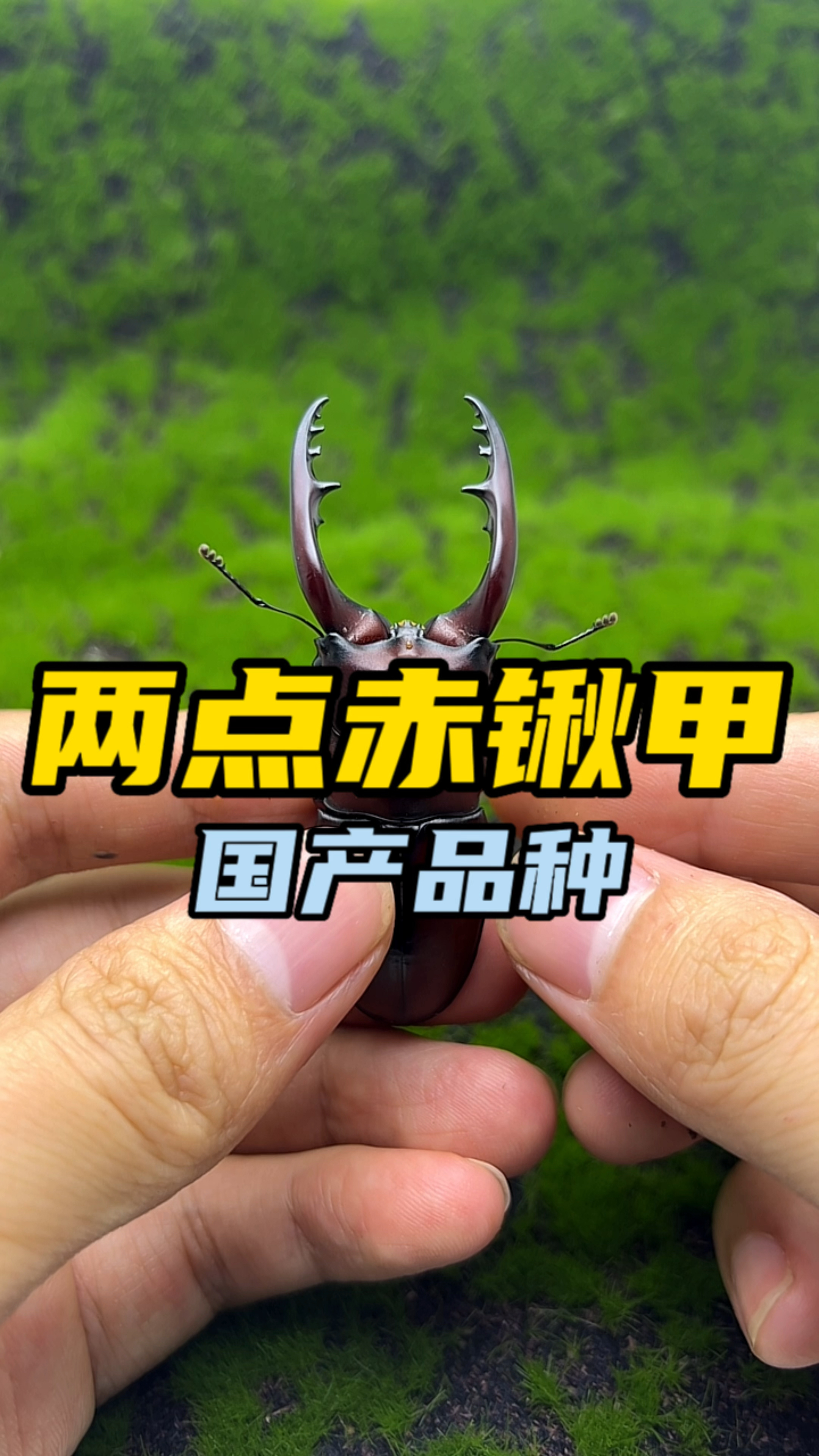两点赤锯锹形虫,国产好养漂亮的锹甲