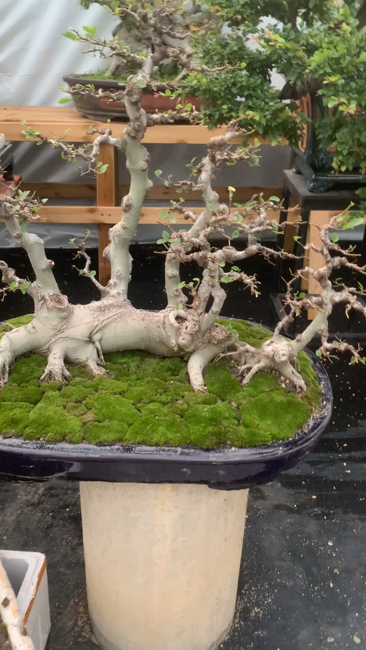 分享一盆过桥式相思朴树,岭南盆景-度小视