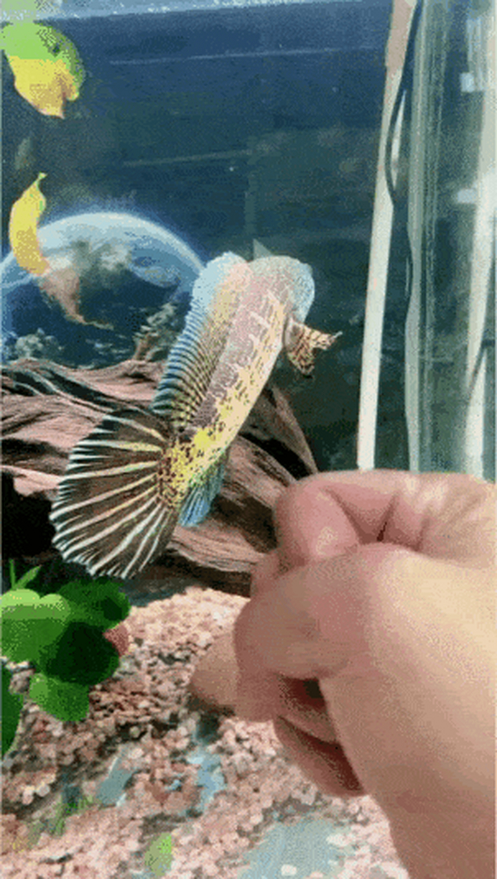 鱼:你有种进来单挑啊,你有没有砍过人,你有没有见过死人.