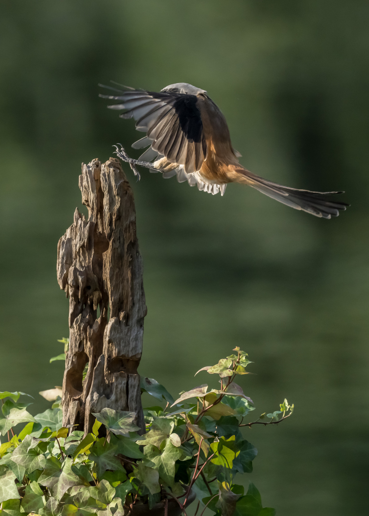鸟中之王伯劳鸟,勇攀一柱擎天