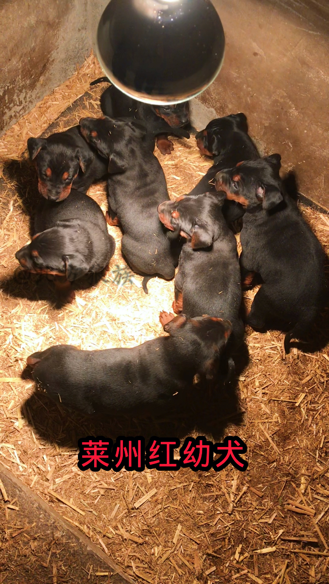 莱州红犬苏联红犬狼犬伴侣犬护卫犬