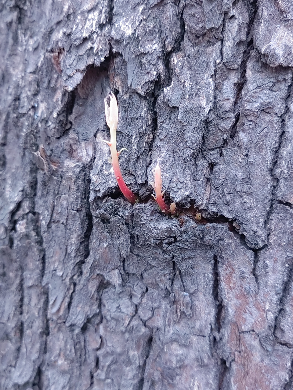 野蛮生长,裂缝中的生命