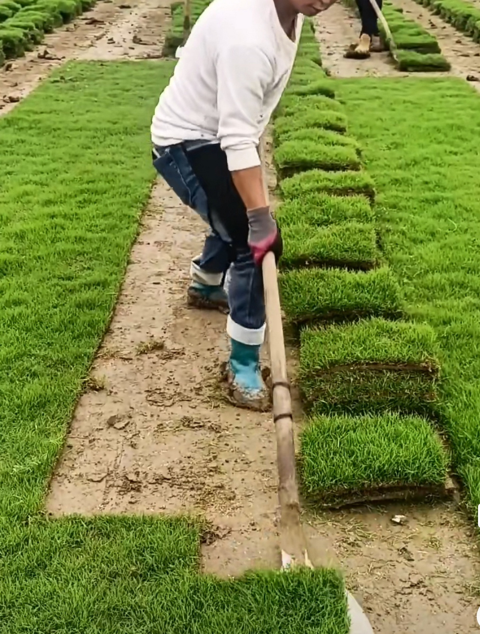草坪种植