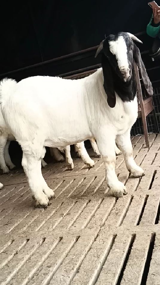 胚胎移植的,纯种波尔山羊种公-度小视