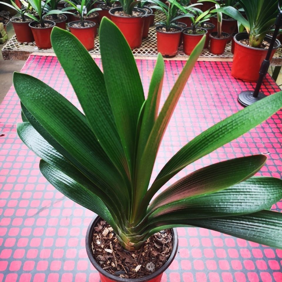 养君子兰不注意这几点,就会丧失美感