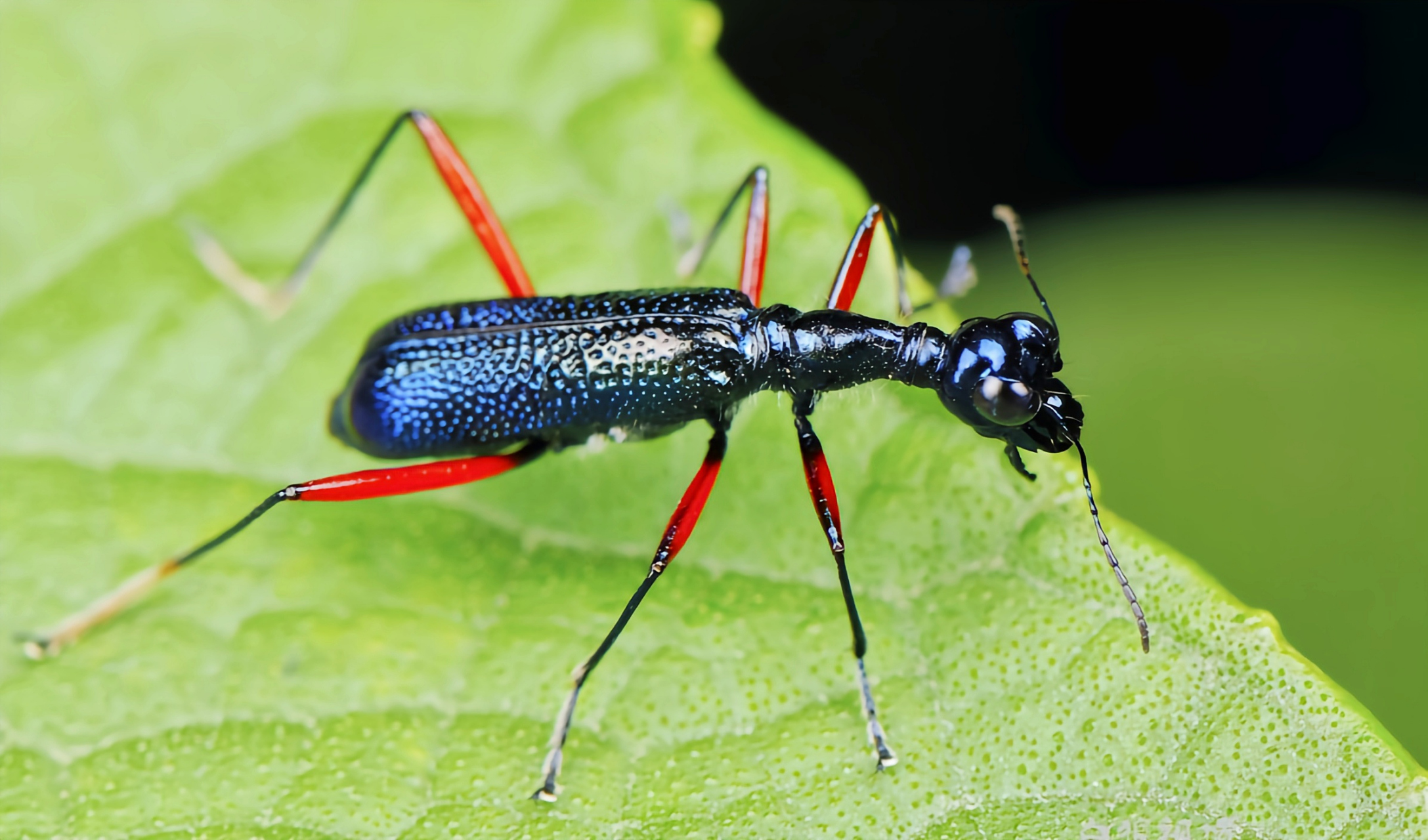 每天认识一种昆虫——光背树栖虎甲 光背树栖虎甲是一种比较常见的树