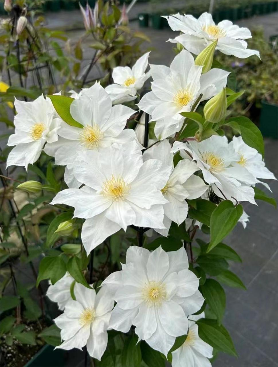 仙气飘飘的白色铁线莲"伊萨哥" 5-6月开重瓣花,夏季开半重瓣花.