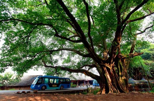 黄果树是什么树?