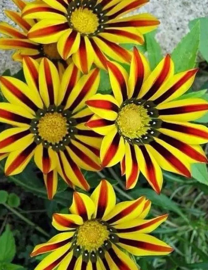 罕见奇花,太美了!值得一看